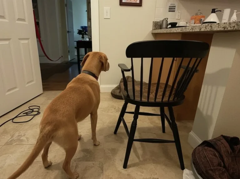 Dog staying close to owner indoors