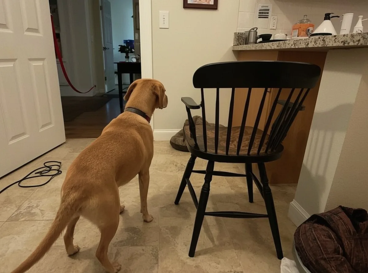 Dog staying close to owner indoors