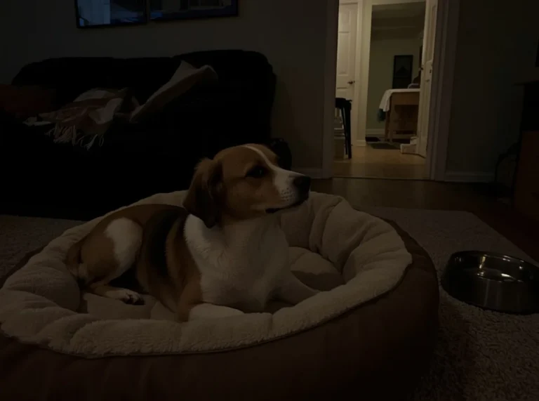 Dog resting awake on a quiet night