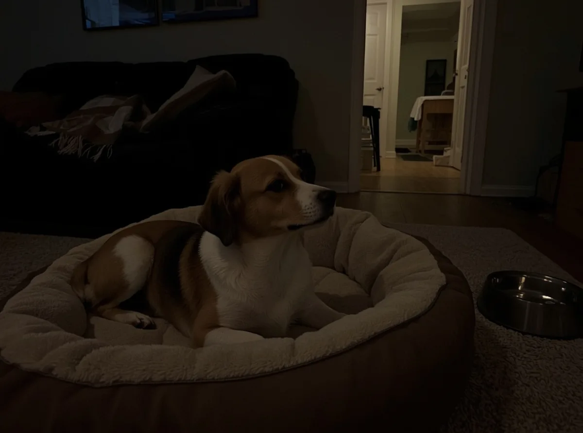 Dog resting awake on a quiet night