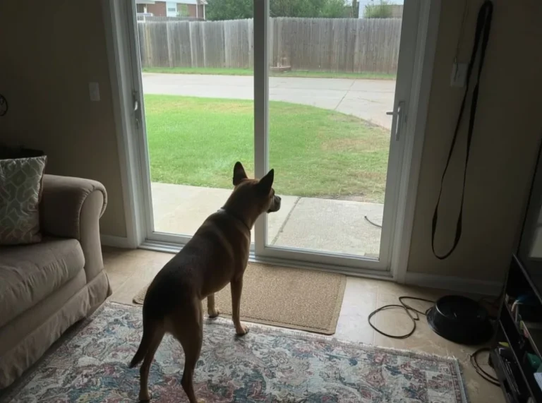 Alert dog watching a quiet room