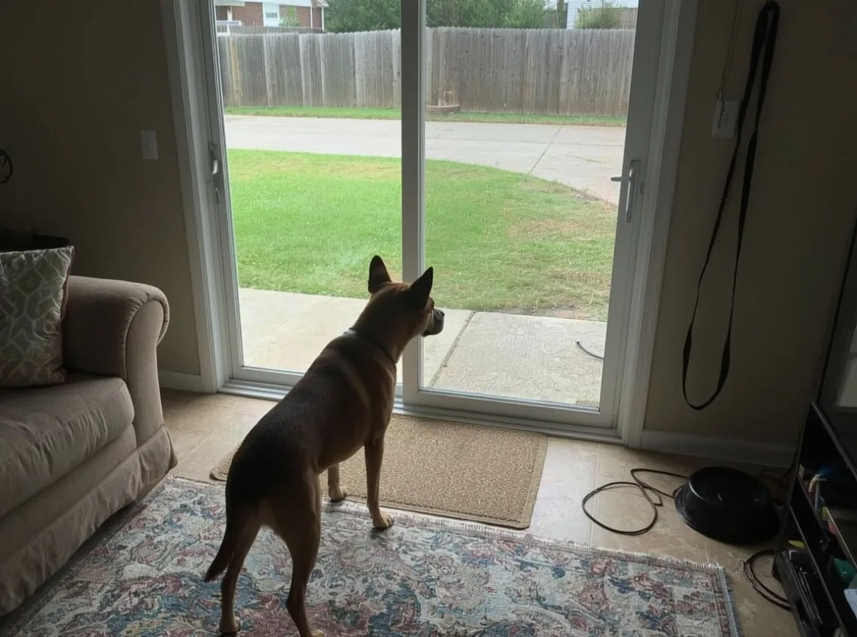 Alert dog watching a quiet room